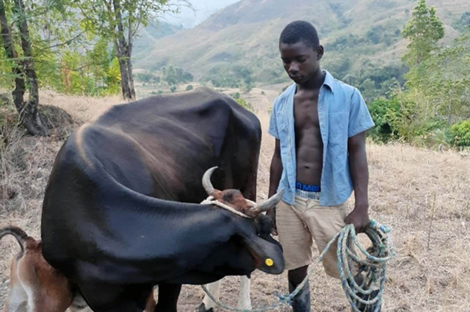 Haïti : pour une insertion professionnelle de jeunes ruraux aux métiers de la filière lait