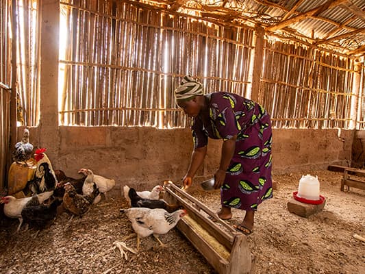 Aimée éleveuse de volailles au Bénin