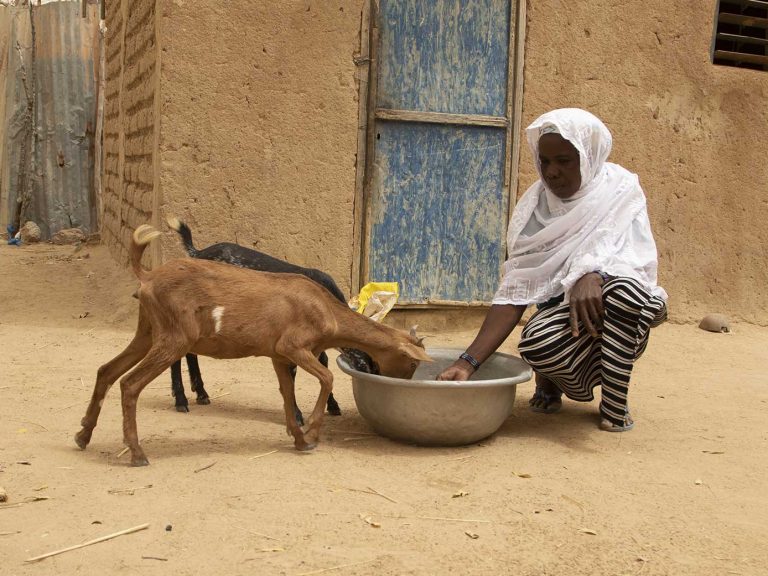 elevages-chevre-espoir-burkina-faso